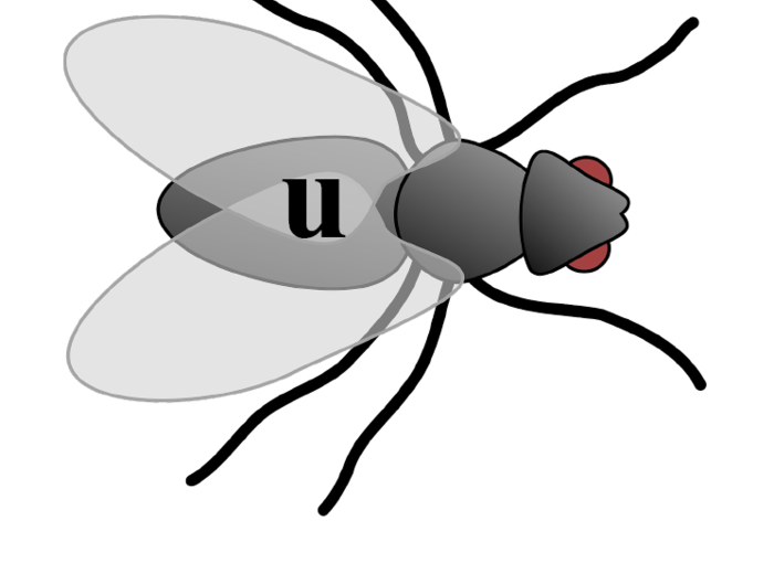 Ortograficzne polowanie na muchy – gra ortograficzna