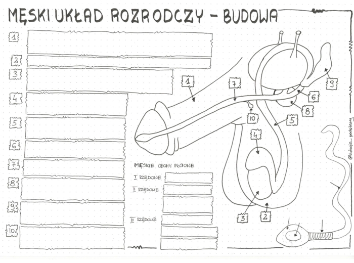Męski układ rozrodczy- klasa 7 - KP