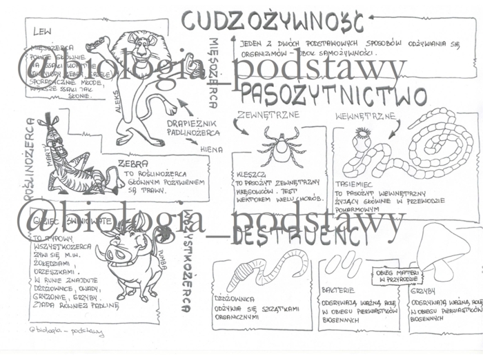 Klasa 5 - Cudzożywność - sketchnotka