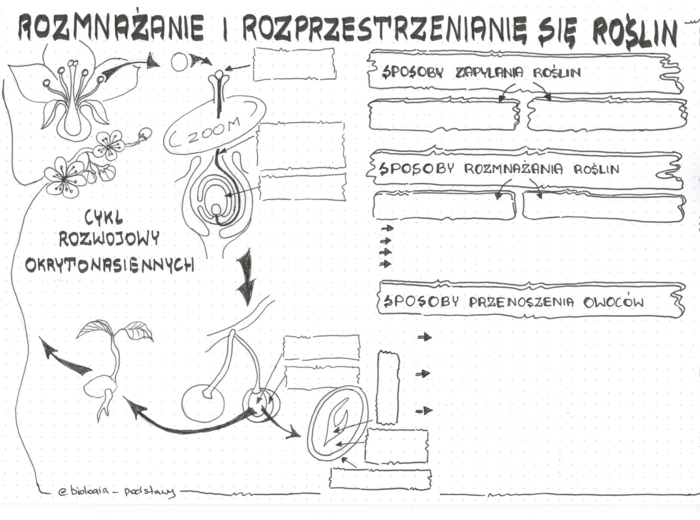 rośliny okrytonasienne cz.2 - klasa 5 - KP