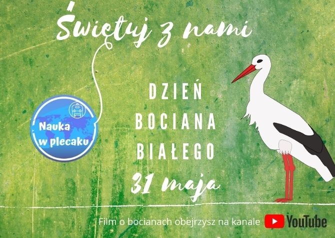 Dzień Bociana Białego - 31 maja - matematyka