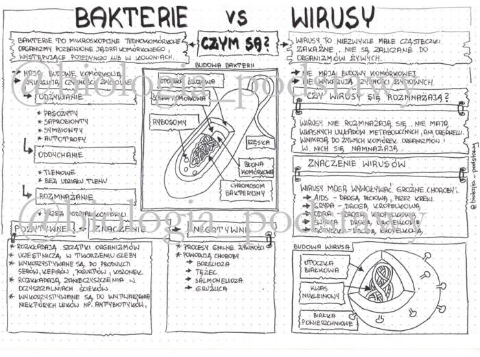 Klasa 5 - Wirusy i bakterie - notatka graficzna