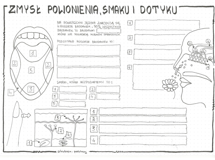 Zmysł smaku, powonienia, dotyku - klasa 7 - KP