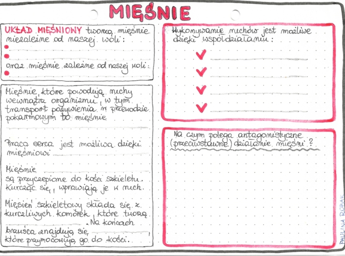 Układ mięśniowy - klasa 7 - kolor