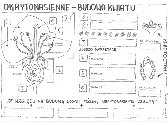 okrytonasienne - budowa kwiatu - klasa 5 - karta pracy