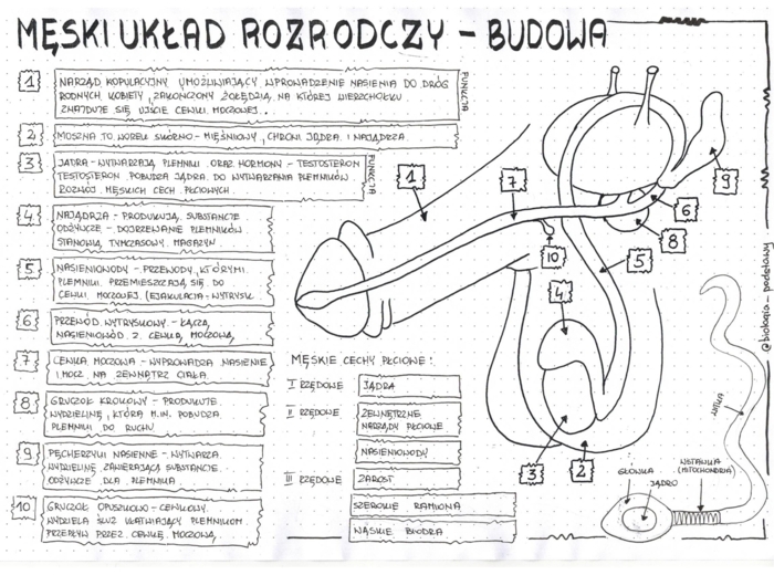 Męski układ rozrodczy - klasa 7 - sketchnotka