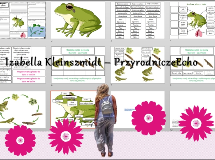 Pomysł na lekcję/karta pracy/stacje zadaniowe/ materiał do lekcji do tematu „Płazy – kręgowce wodno-lądowe” w pdf. W gratisie niekomercyjny scenariusz lekcji/pomysł na lekcję w programie genial.ly do edycji. Biologia 6. Dział „Kręgowce zmiennocieplne”.