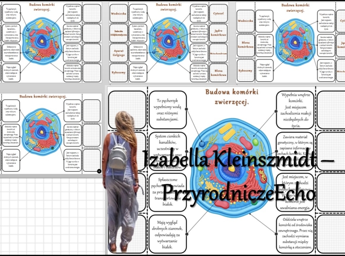 Notatka okienkowa/stacja zadaniowe/notatka/notatka graficzna/karta pracy/sketchnotka „Budowa komórki zwierzęcej” w pdf. Biologia 5 dział „Budowa i czynności życiowe organizmów”. Materiał wykonany na podstawie podręcznika z wydawnictwa Nowa Era – nowość 2