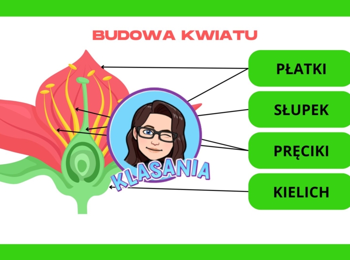 Wklejka - Budowa kwiatu
