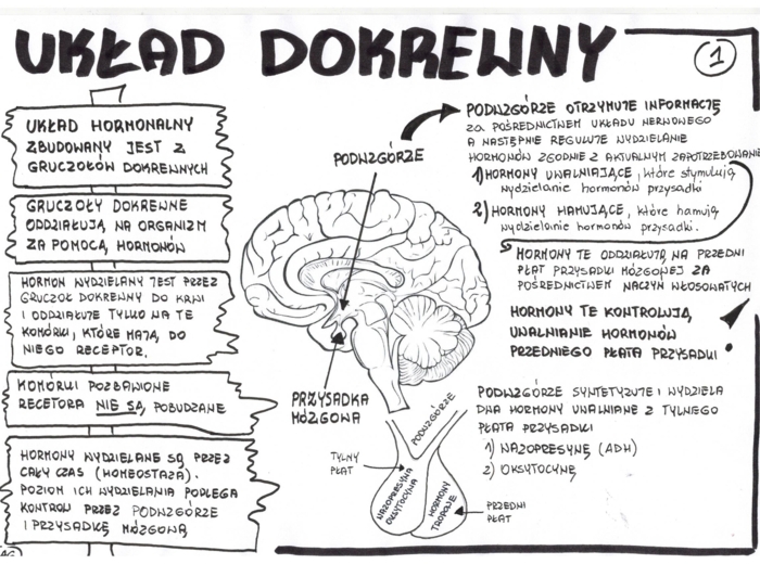 Biologia. Układ dokrewny - wklejka 1