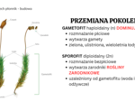 mchy + paprotniki 2 KLASA BIOLOGIA ROZSZERZONA