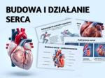 BUDOWA I DZIAŁANIE SERCA - prezentacja, lekcja - klasa 7, quiz, biologia, Puls Życia
