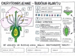 okrytonasienne - budowa kwiatu - klasa 5 - uzupełniona sketchnotka