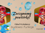 Układ wydalniczy/układ moczowy - budowa i funkcje - ćwiczenia online na monitor interaktywny + 2x karty pracy gratis