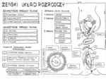 Żeński układ rozrodczy - klasa 7 - sketchnotka