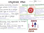 Krążenie krwi (sketchnotka)