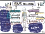 Układ szkieletowy. Klasa 7