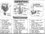 Paprotniki (paprocie, skrzypy, widłaki) - szarość - klasa 5