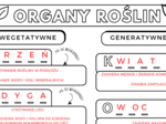 Organy wegetatywne i generatywne roślin (liście, łodyga, korzeń, owoce, kwiat)