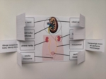 Układ moczowy (wydalniczy) - okienkowa notatka