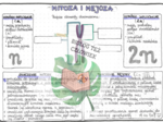 Genetyka - mitoza i mejoza - kolor