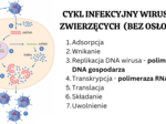 wirusy - molekularne pasożyty 2 KLASA BIOLOGIA ROZSZERZONA