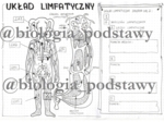 Klasa 7 - Układ limfatyczny - karta pracy