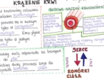 Krążenie krwi (sketchnotka)