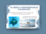 Dzień Niedźwiedzia Polarnego - zestaw