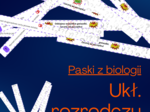 Paski z biologii - układ rozrodczy żeński – zadania do lekcji/paski z biologii układ rozrodczy żeński/ćwiczenia do lekcji powtórzeniowej na temat układu rozrodczego żeńskiego – angażująca gra do wykorzystania na lekcji biologii