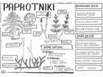 Paprotniki - klasa 5 - notatka graficzna