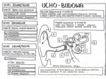 Budowa ucha - klasa 7 - uzupełniona notatka
