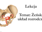 Klasa 7 - Żeński układ rozrodczy - prezentacja
