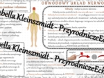 Sketchnotka - notatka „Obwodowy układ nerwowy. Odruchy” wykonana w power point do edycji. Biologia 7; „Regulacja nerwowo-hormonalna