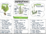 Paprotniki (paprocie, skrzypy, widłaki) - kolor - klasa 5