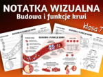 BUDOWA I FUNKCJE KRWI - sketchnotka, notatka wizualna, graficzna - klasa 7, biologia, Puls Życia