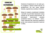 CHEMICZNE GRZYBOBRANIE WERSJA 1 WZORY I NAZWY TLENKÓW