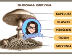 Wklejka- Budowa grzyba