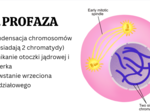 Komórka - podstawowa jednostka życia 1 KLASA ROZSZERZENIE BIOLOGIA