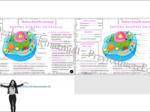 Mini zestaw do tematu „Budowa komórki zwierzęcej” - sketchnotka + karta pracy + gratisowy link do prezentacji multimedialnej niekomercyjnej wykonanej w genial.ly do indywidualnego pobrania i użycia do celów niekomercyjnych. Biologia klasa 5, dział II „. 