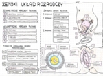 Żeński układ rozrodczy - klasa 7 - kolorowa sketchnotka
