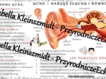 Sketchnotka - notatka „Ucho - narząd słuchu i równowagi” wykonana w power point do edycji. Biologia 7; „Narządy zmysłów”