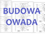 BUDOWA OWADA
