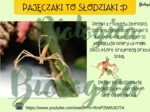 Pajęczaki to słodziaki :)