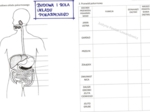 Budowa i rola układu pokarmowego (karta pracy)