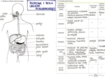 Budowa i rola układu pokarmowego (sketchnotka)