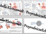 Minizestaw na temat „Budowa i rola układu oddechowego” – sketchnotka + karta pracy w power point + gratisowy link do prezentacji multimedialnej niekomercyjnej wykonanej w genial.ly do indywidualnego pobrania i użycia do celów niekomercyjnych. Biologia 7,
