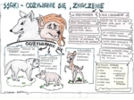 Ssaki - klasa 6 - kolorowa sketchnotka cz.3