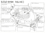 Klasa 5 - Budowa komórki roślinnej - karta pracy