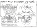 klasa 5 - Klasyfikacja organizmów - sketchnotka
